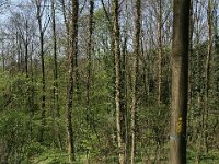 Hemsbach 0097