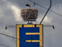 Tiere 0713