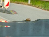 Tiere 0716