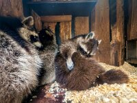 Tiere 0730