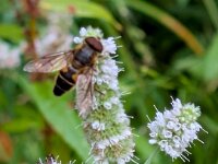 Natur 0288