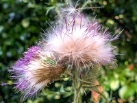 Natur 0293