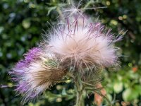 Natur 0294