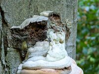 Natur 0299