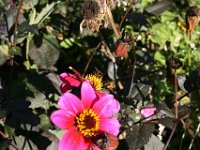 Sonstiges 0017