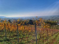 Zwingenberg 0016